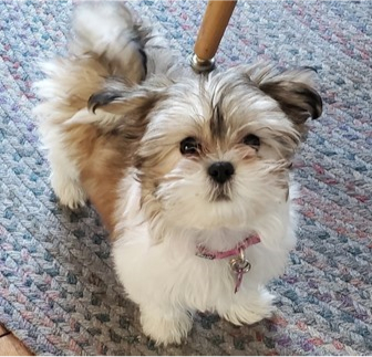 Designer Breeds Puppies For Sale Simply Southern Pups Designer Breeds Puppies For Sale Simply Southern Pups